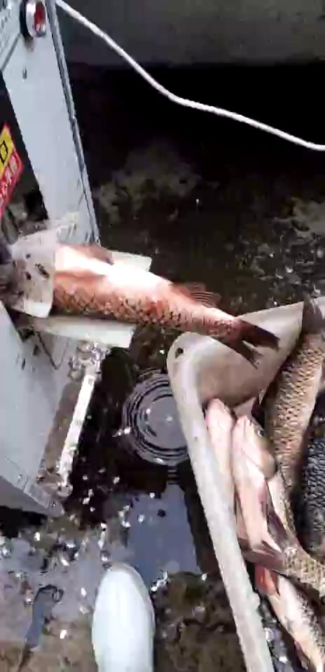 渔泰工贸全自动杀鱼机视频展示